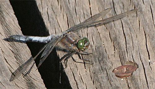 Orthetrum cancellatum
