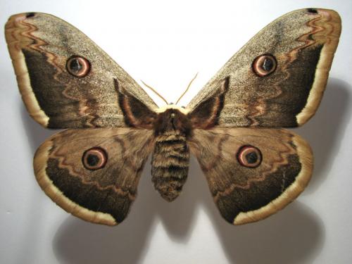 Saturnia pyri