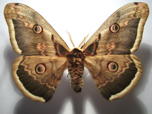 Saturnia pyri