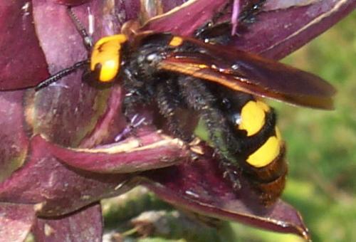 Réf. 11 740 : Megascolia maculata maculata