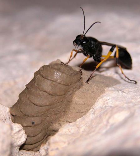 Sceliphron spirifex