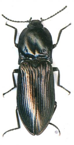 Réf. 11 807 : Selatosomus sp.
