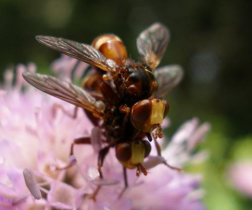 Sicus ferrugineus