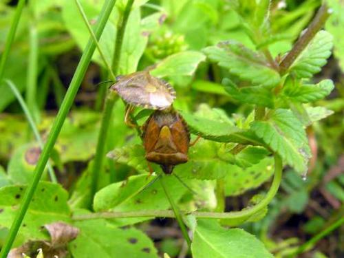 Carpocoris melanocerus