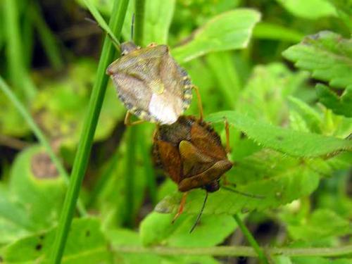Carpocoris melanocerus