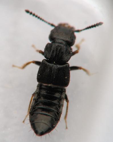 Réf. 11 493 : Anotylus sp.