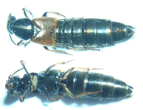 Réf. 11 914 : Philonthus sp.