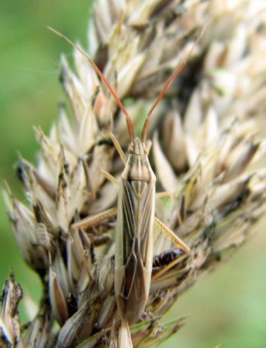 Stenodema calcarata