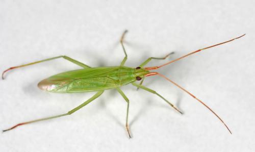 Réf. 11 916 : Trigonotylus sp.