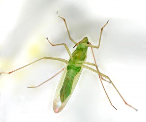 Réf. 11 917 : Trigonotylus sp.