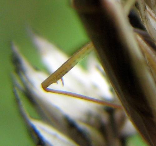 Stenodema calcarata