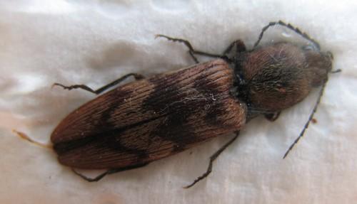Réf. 11 395 : Diacanthous undulatus