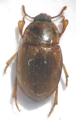 Phaleria cadaverina