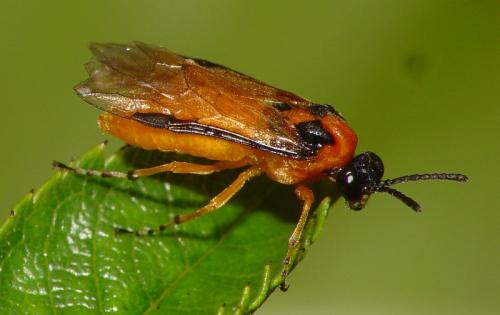 Réf. 11 732 : Athalia rosae