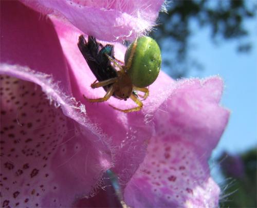 Araniella sp.