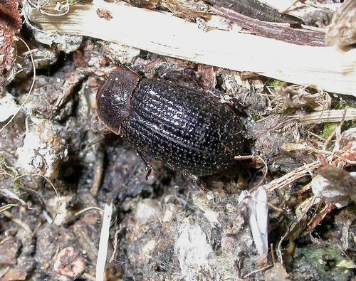 Trox perrisii