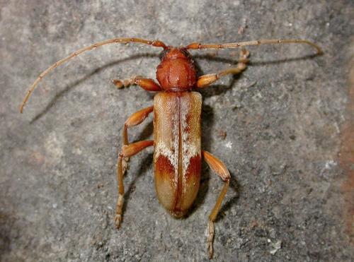 Réf. 11 641 : Trichoferus pallidus