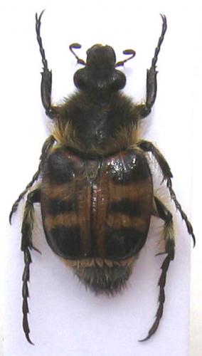 Lasiotrichius succinctus