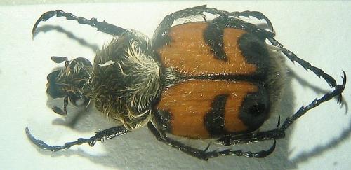 Trichius fasciatus