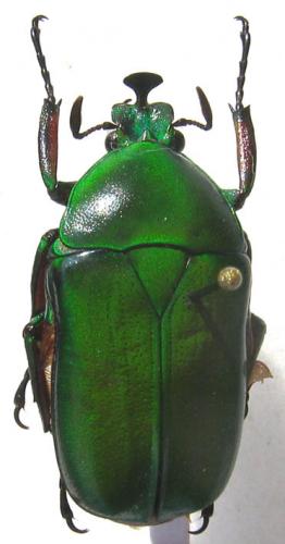 Trigonophorus rotschildi