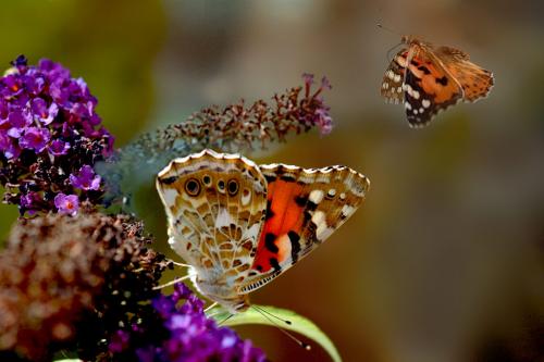 photo de papillon