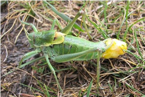 Polysarcus denticauda