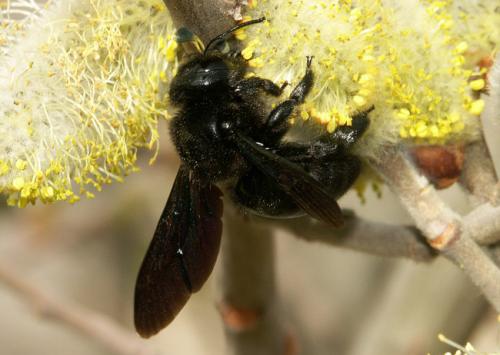 Réf. 11 553 : Xylocopa violacea