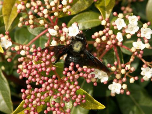 Xylocopa violacea