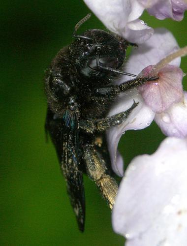 Réf. 11 555 : Xylocopa valga
