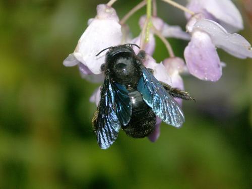 Xylocopa valga