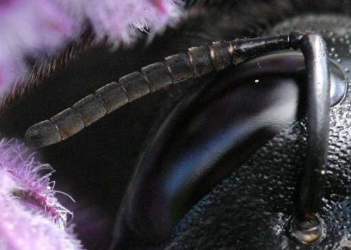 Xylocopa sp.