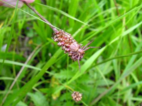 Xysticus sp.