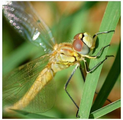 Sympetrum fonscolombii