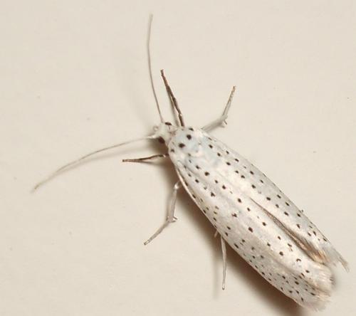 Réf. 11 269 : Yponomeuta evonymella
