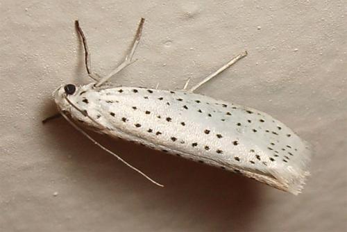 Réf. 11 270 : Yponomeuta evonymella