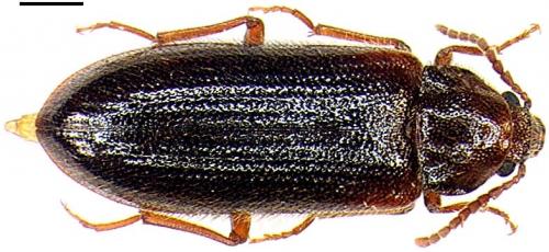 Zilora obscura