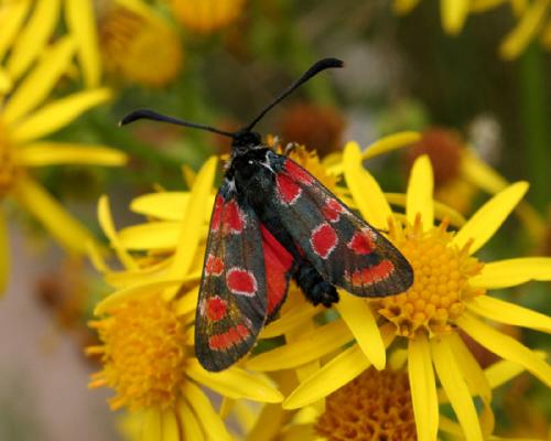 Zygaena carniolica