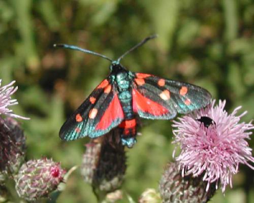 Zygaena ephialtes