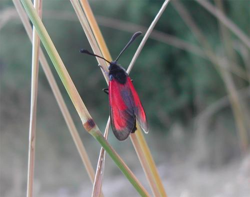 Zygaena erythrus