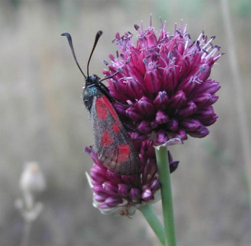 Zygaena sp.