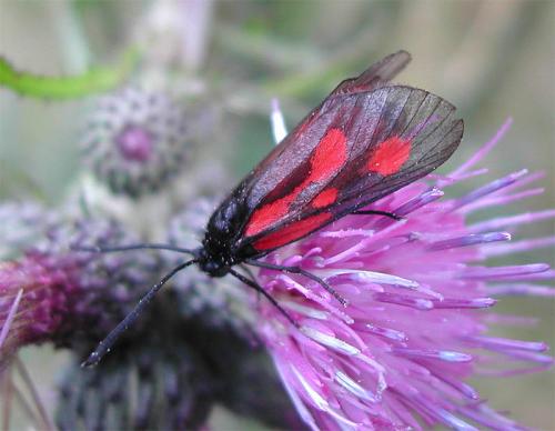 Réf. 11 906 : Zygaena romeo