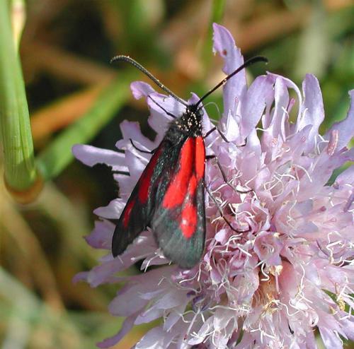 Zygaena romeo