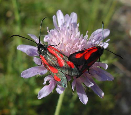 Zygaena romeo