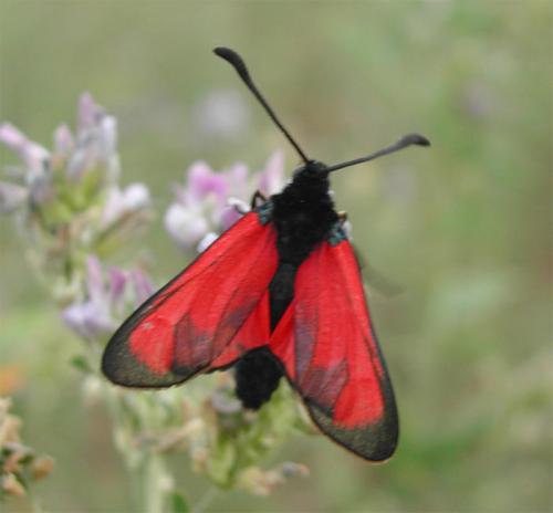 Zygaena erythrus