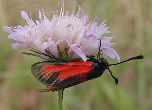 Zygaena erythrus
