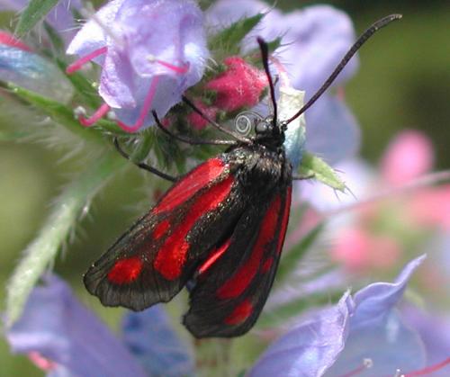 Réf. 11 911 : Zygaena sp.