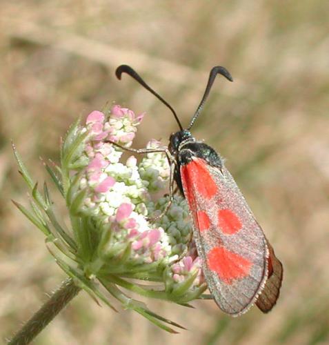 Zygaena loti