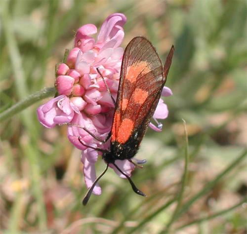 Zygaena loti