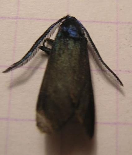 Réf. 11 044 : Rhagades pruni