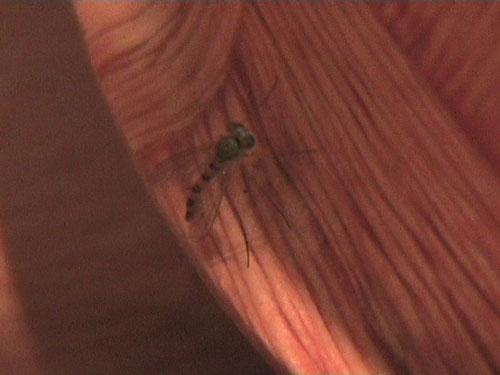 Sciapus sp.